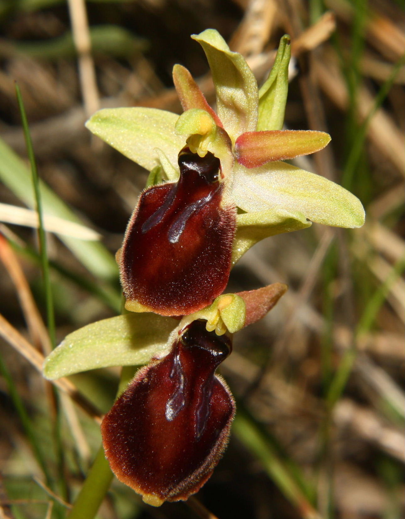 Ophrys exaltata subsp. montis-leonis